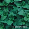 Lemon Balm